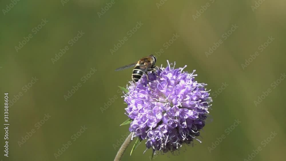 Slow Motion Video: European Species of Hoverfly (Eristalis arbustorum) flies to the Devil's-bit Scabious (Succisa pratensis) Flower. Slowed down 16 times Slow Motion Video: European Species of Hoverfly (Eristalis arbustorum) flies to the Devil's-bit Scabious (Succisa pratensis) Flower. Slowed down 16 times