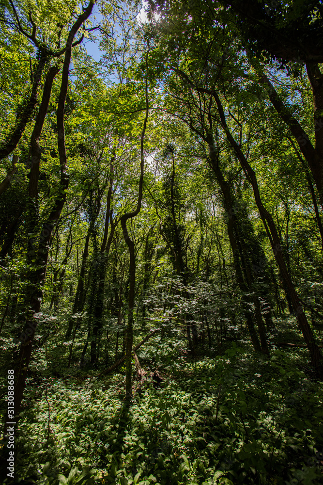green forest in summer time green forest in summer time