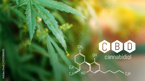 CBD Cannabidiol Chemical formula, Beautiful background of green hemp CBD oil. Concept breeding of marijuana, cannabis, legalization, herbal alternative medicine. Copy space. photo