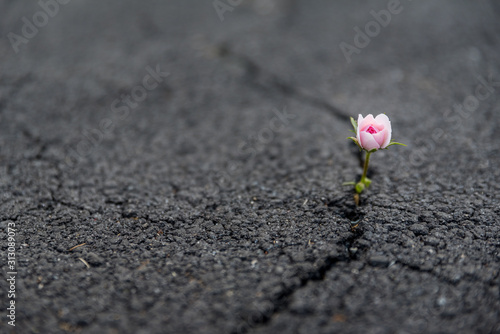 flower on stone
