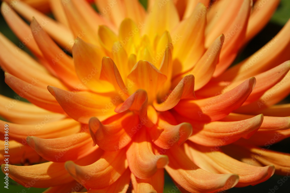 Orange Blühende Dahlie, Deutschland, Europa Orange Blühende Dahlie, Deutschland, Europa