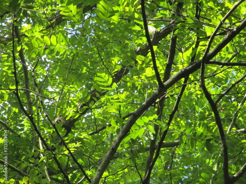 FONDO DE HOJAS VERDES