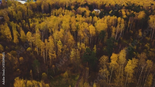 autumn landscape with trees in autumn