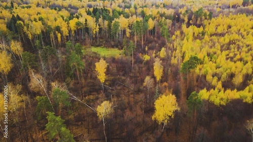 autumn leaves in the forest