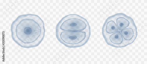 Cell stem isolated on transparent background. Vector reproduction conception. 3d dna nucleus particles patern.