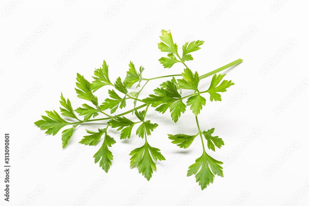 Fresh Parsley isolated on white background Fresh Parsley isolated on white background