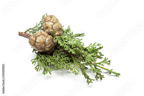 Fresh cypress branch with cones isolated on white background