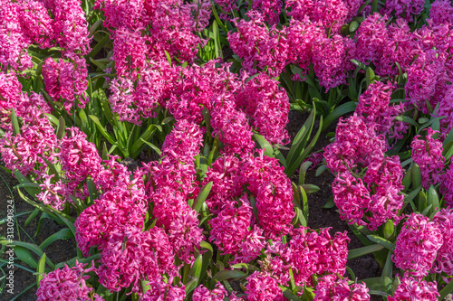 Background purple grape hyacinth Muscari flowering. Many muscari grape hyacinth flowers in garden. Early spring grape hyacinth.