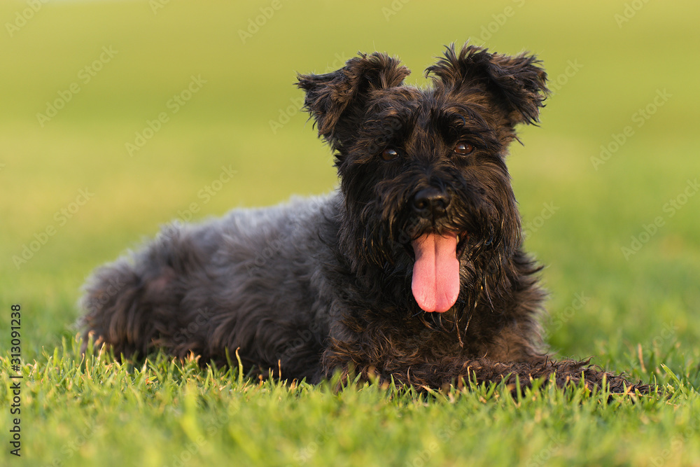 Big black dog Giant Schnauzer lies on the grass, with tongue out