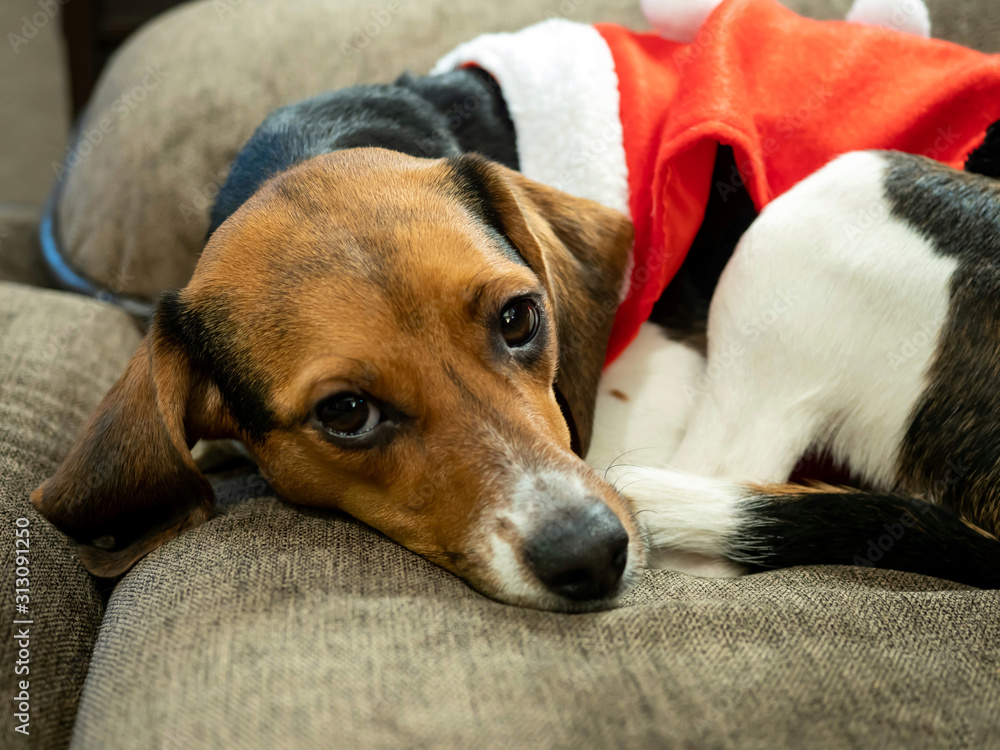 Purebred Beagle Puppy Dressed like Santa on Christmas Morning.