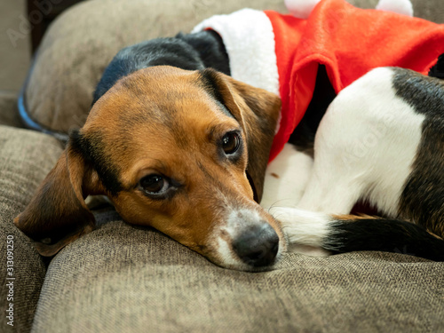 Purebred Beagle Puppy Dressed like Santa on Christmas Morning. © Christina Saymansky