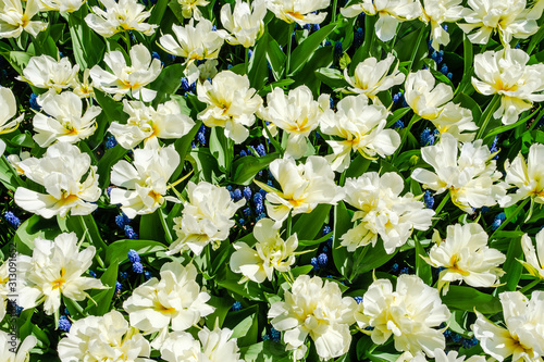 Top view close-up of gorgeous white open double tulips with blue grape hyacinths underneath.
