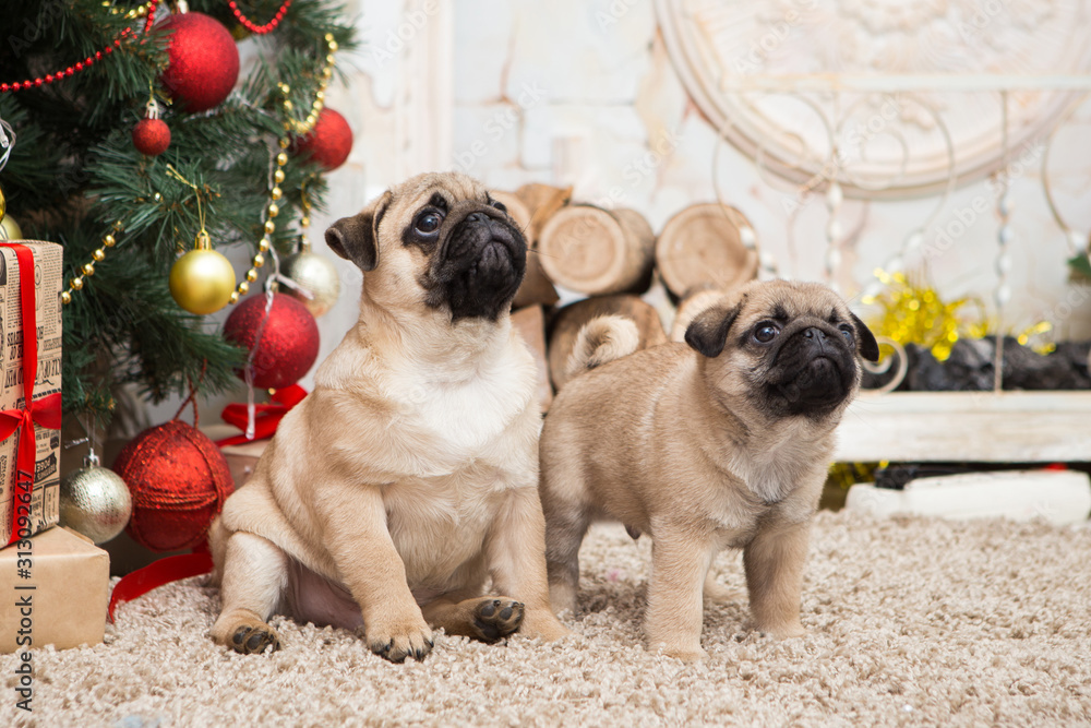 Pug with his puppy in Christmas decorations