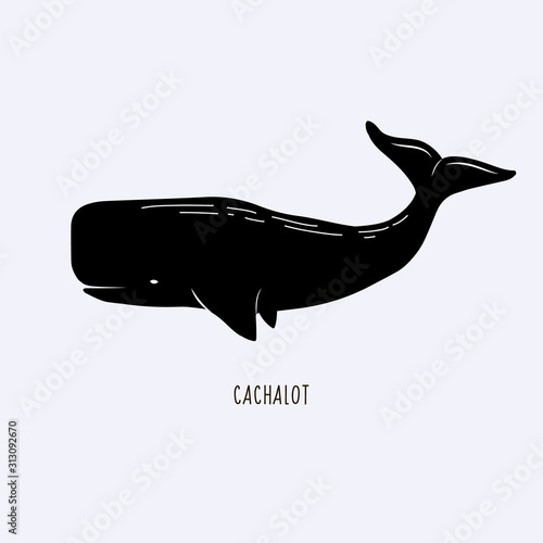 Cachalot. Vector illustration of a sperm whale. Whale drawing
