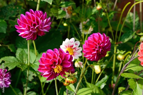 Assorted Dahlia plants growing in summertime  UK.