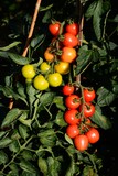 Mountain Magic variety of Tomatoes ripening on the vine, UK.