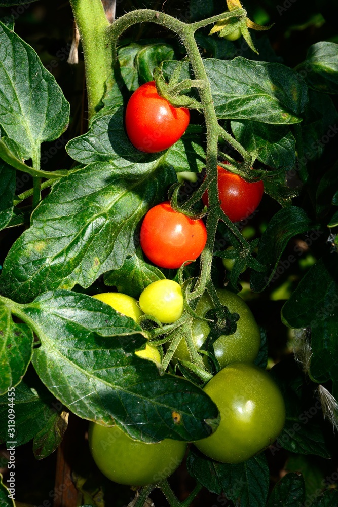 Mountain Magic variety of Tomatoes ripening on the vine, UK. Mountain Magic variety of Tomatoes ripening on the vine, UK.