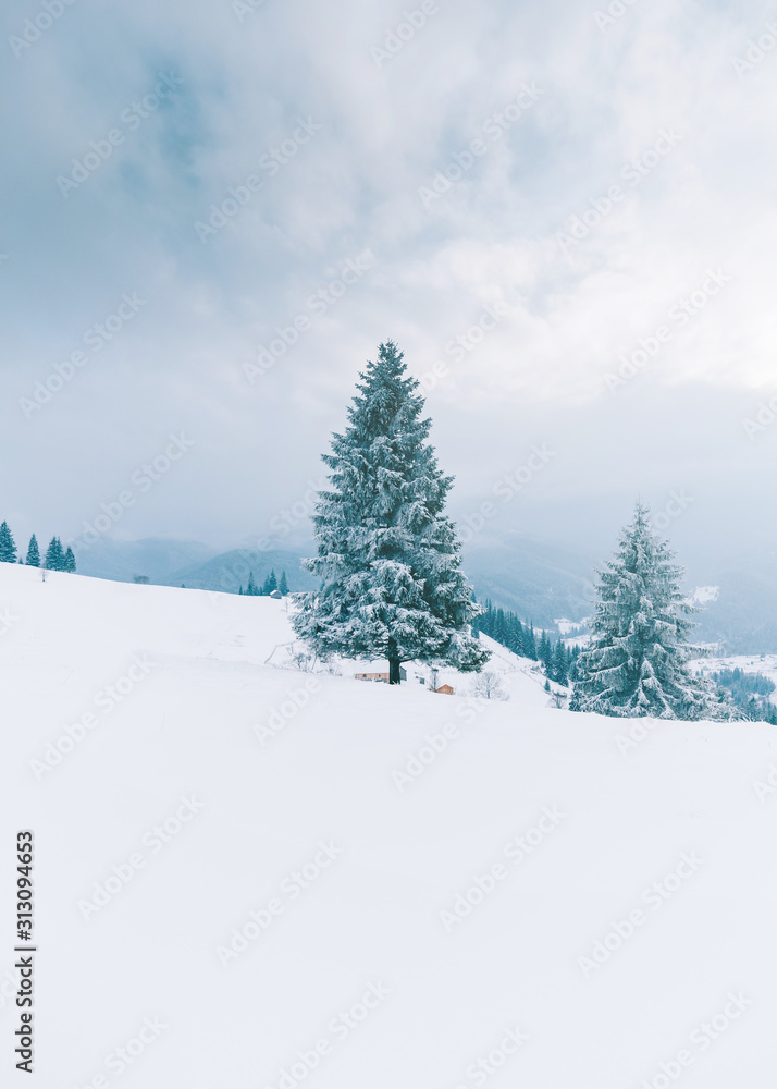 Obraz premium Trees in the mountains. Winter mountains 