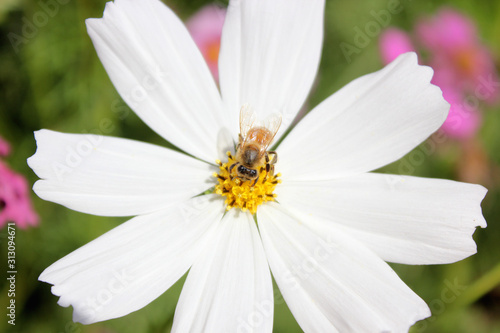 white daisy flower