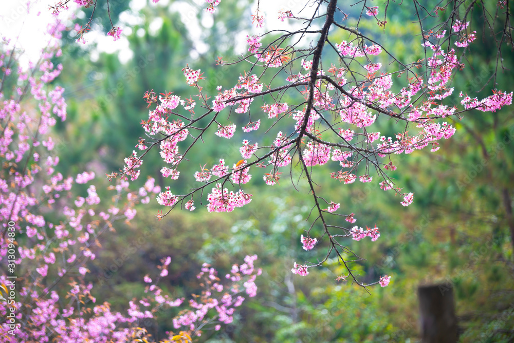 Pink flowers blooming in the garden. Sakura in Thailand.
