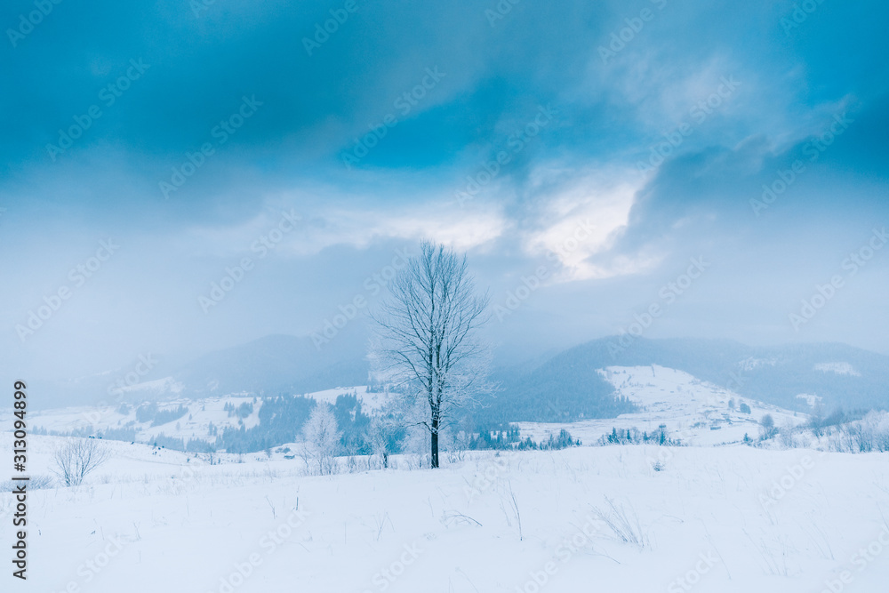 Trees in the mountains. Winter mountains 