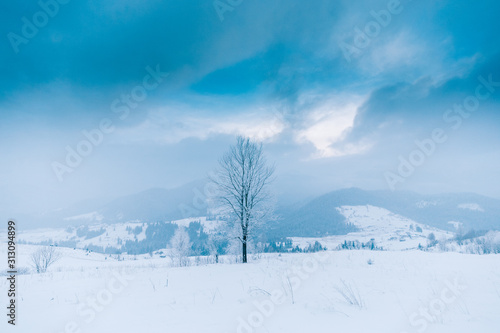 Trees in the mountains. Winter mountains 