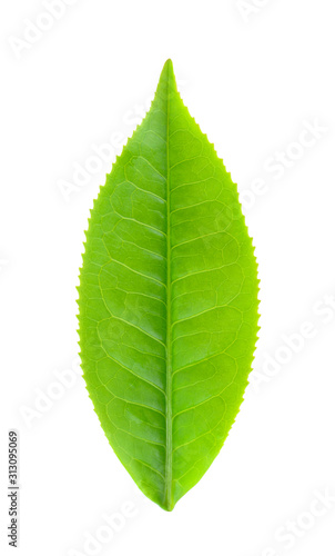 green tea leaf isolated on white background