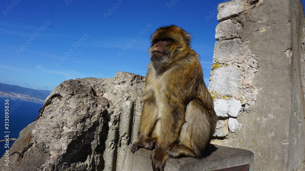 Naklejka premium Barbary macaque monkey on Gibraltar rock