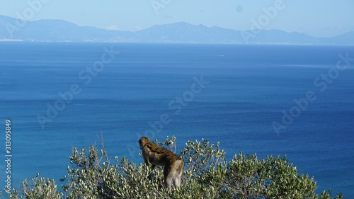 Barbary macaque monkey looking out over the sea