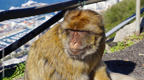 Barbary macaque monkey on Gibraltar rock