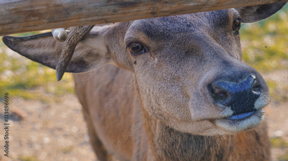 Red deer eyes close up, blurred nose and ears Red deer eyes close up, blurred nose and ears