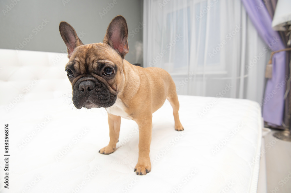 english bulldog in front of white background