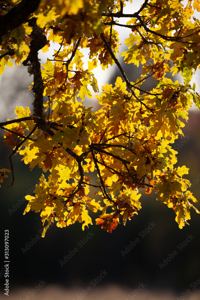 Obraz premium Oak leaves in backlight a beautiful autumn day in Sweden 