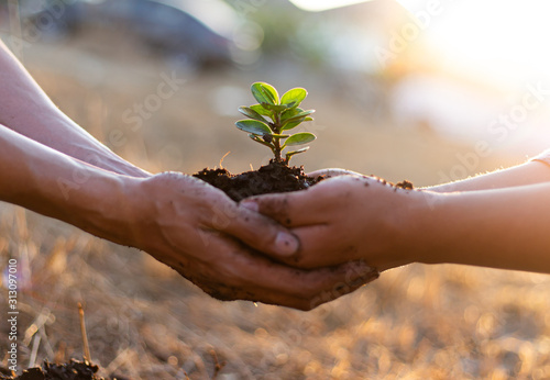 Young seedlings are ready to grow in fertile soil, Agriculture gave the young men trees to prepare for planting and reduce global warming, Save world save life and Plant a tree concept..