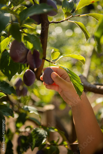 Plum tree with juicy fruits on afternoon light. Hand picking fruit from the tree in the foreground.