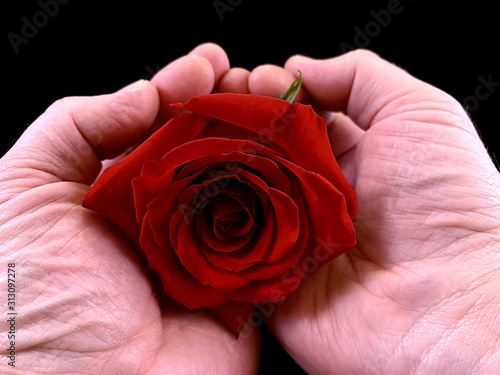 A red rose bud in the hands of a guy. Rose petals on the palms of man. A man holds a burgundy flower.