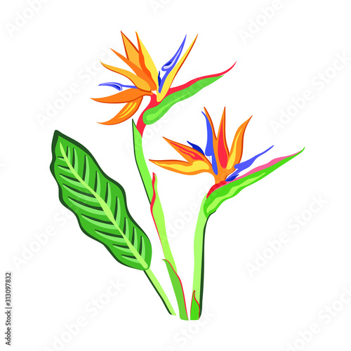 Tropical flower and leaves of Strelitzia Reginae on white background. Realistic style, hand drawn, vector illustration, bright colours. Background for prints, fabric, wallpapers, wrapping paper.