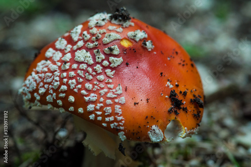 amanita  photo