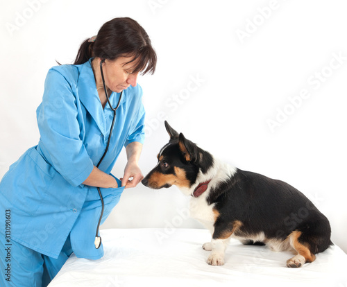 Dog Cardigan Welsh Corgi in the examination in veterinary clinic