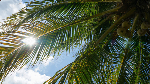 Palm tree with coconuts and the blue sky at a resort during vacation in Mexico.