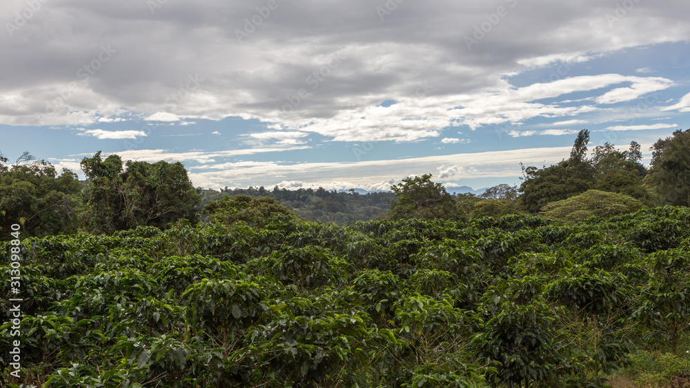 coffee beans before harvest, Alajuela region, Costa Rica coffee beans before harvest, Alajuela region, Costa Rica