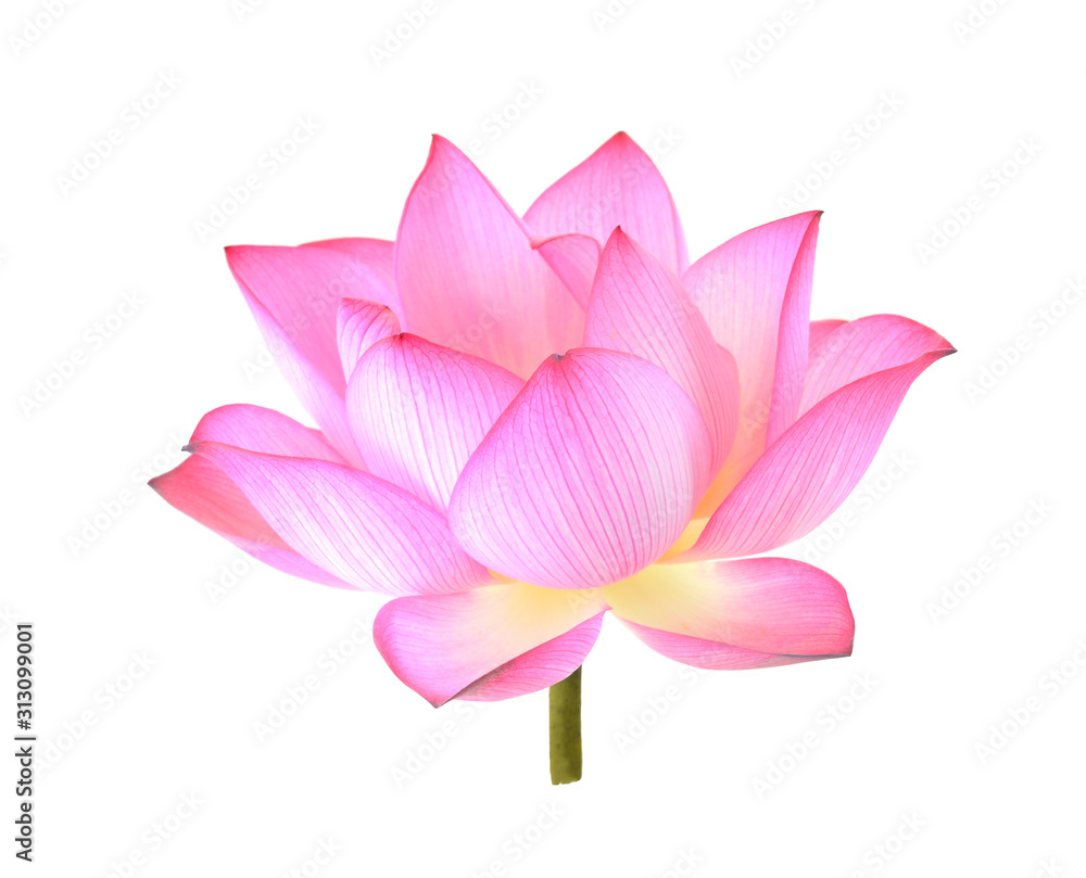 lotus isolated on white background. lotus isolated on white background.