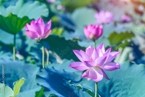 Lotus flower in garden pond