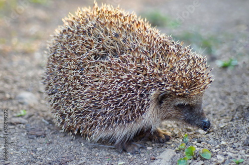 Common hedgehog in natural habitat outdoors in the nature