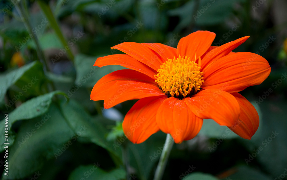 Close up of the Orange flowers are blooming, seeing the yellow stamens. Close up of the Orange flowers are blooming, seeing the yellow stamens.