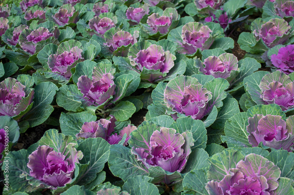 Purple and green decorative ornamental cabbage in a botanical garden.