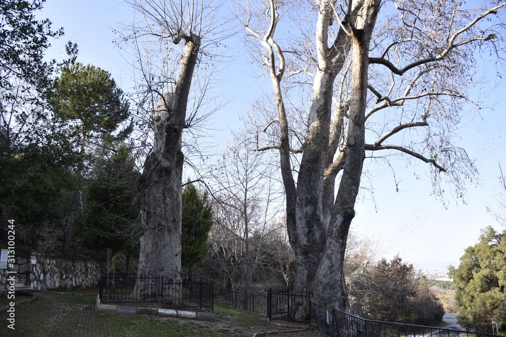 centennial plane trees stretching to the sky centennial plane trees stretching to the sky