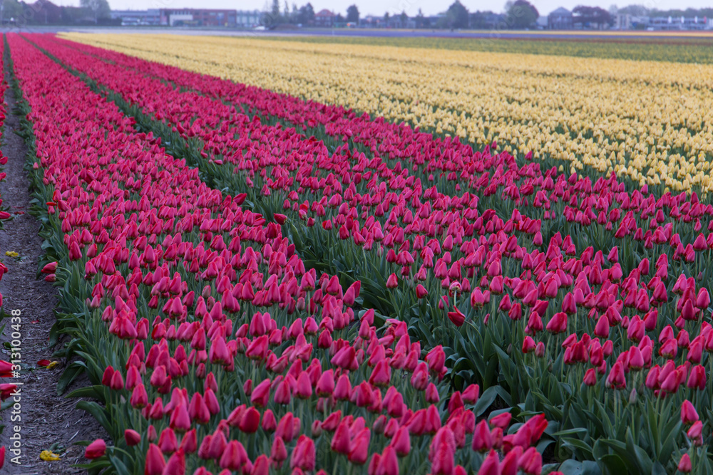 Rows of colourful tulips in Hillegom, Holland