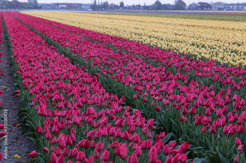 Wallpaper Mural Rows of colourful tulips in Hillegom, Holland Torontodigital.ca