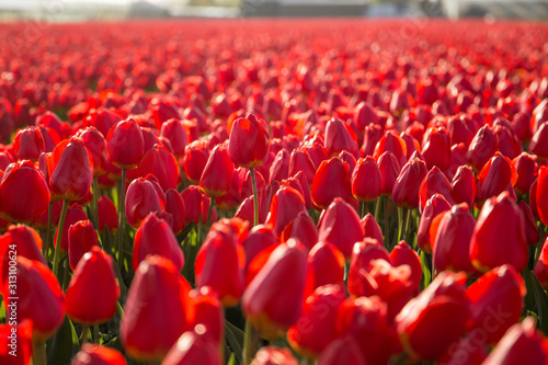A field of red tulips in Hillegom, Holland